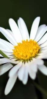 Close-up of a white daisy with a yellow center on a dark background.