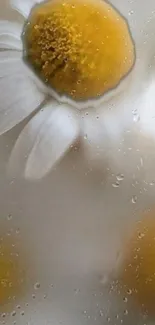 Close-up of white daisies with dewdrops on a mobile wallpaper.