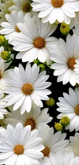 Bright white daisy flowers with yellow centers in a lush floral display.