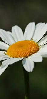 Close-up of a white daisy with a yellow center.