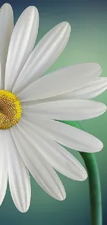 White daisy flower with green and blue gradient background.