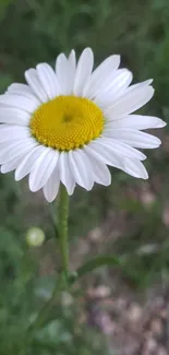 A single white daisy on a vibrant green background.