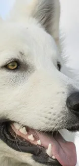 Close-up of a fluffy white dog with alert eyes and a friendly expression.