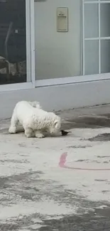 Curious white dog on a concrete path.