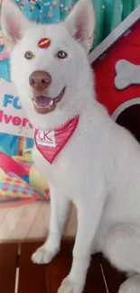 White dog with red bandana in festive colorful setting.