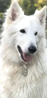 Majestic white dog in outdoor setting portrait.