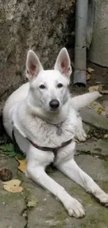 White dog resting in a rustic urban alley.