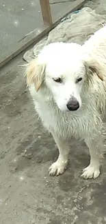 White dog standing on a muddy path with sparkling effects.