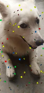 White dog with colorful confetti falling around.