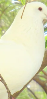 White dove perched on a tree branch in a serene nature setting.