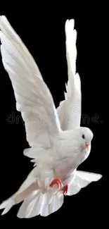 Graceful white dove flying on a black background wallpaper.