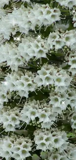 Close-up of intricate white flowers in a nature-themed wallpaper design.