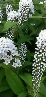 White flowers with green leaves mobile wallpaper.