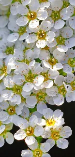 Serene wallpaper with white flowers and green leaves in a minimalist design.