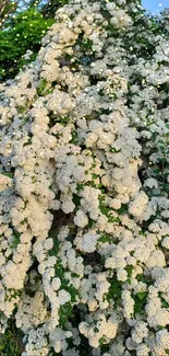 A cascade of white flowers with vibrant green leaves.