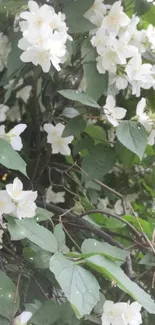 White flowers with green leaves in a serene nature setting.