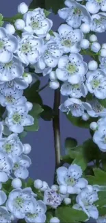 Delicate white flowers with green leaves on a spring-themed wallpaper.