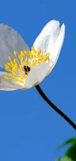 White flower with yellow stamens against a clear blue sky.