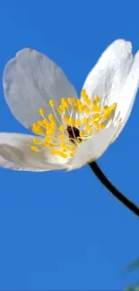 White flower with yellow center against a clear blue sky.