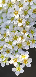 Close-up of white flowers against a dark background in full bloom.