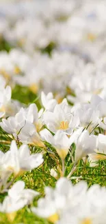 Field of white flowers on green grass mobile wallpaper.