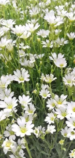 A lush field of delicate white flowers in green foliage, ideal as a mobile wallpaper.