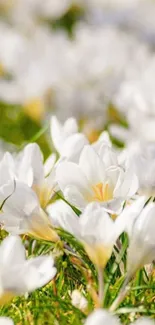 A field of white flowers under soft sunlight, perfect phone wallpaper.