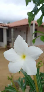 White flower in a serene garden setting, perfect for mobile wallpaper.