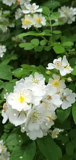 Close-up of white flowers with lush green leaves on a mobile wallpaper.