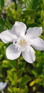 White flower with green leaves in a bright garden setting.