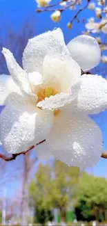 White flower with dewdrops against blue sky wallpaper.