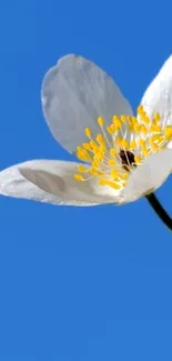 White flower against a clear blue sky in a simple mobile wallpaper.