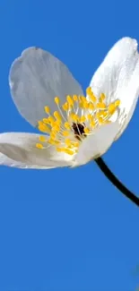 White flower with yellow center against a blue sky background.