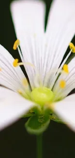 Close-up of a white flower with green background for mobile wallpaper.