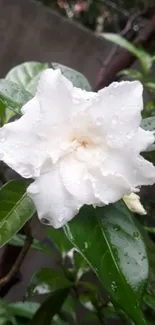 White flower with dewdrops on green leaves wallpaper.