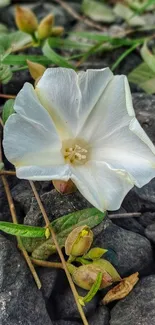 White flower on rocky background in nature.