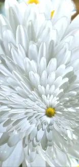 Vibrant white daisy flower with layered petals, perfect for phone wallpaper.