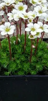 Aesthetic white flowers in a pot with lush green foliage.