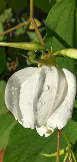 Close-up of white flower with dewdrops on green leaf background.