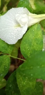 White flower with dewdrops amidst green leaves.