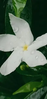 White flower with drops on lush green leaves.