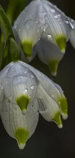 Close-up of white flowers with water droplets on a dark background.