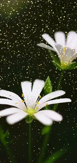 Delicate white flowers on a dark green background, perfect for mobile wallpaper.