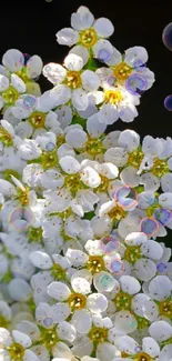 Elegant white flowers bloom on dark background mobile wallpaper.