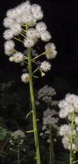 White flowers contrasted against a dark, rich background.