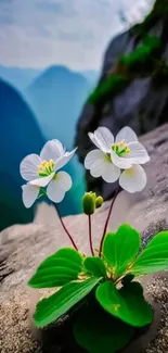 White flowers on mountain with lush green leaves.