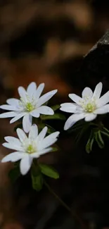 Elegant white flowers in natural light with a dark brown background.