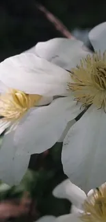 Closeup of white flowers with soft petals and yellow centers, in natural lighting.