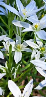 Beautiful white flowers with lush green leaves.