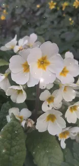 White flowers with yellow centers against green leaves in nature scene.